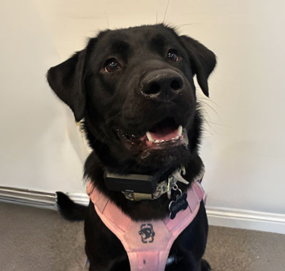 reina - office dog
